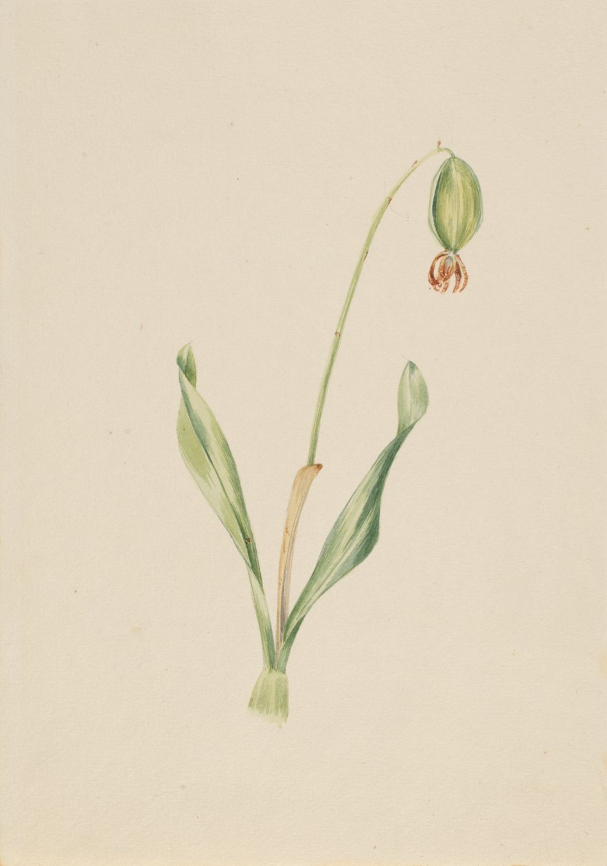 Untitled Plant Study by Mary Vaux Walcott