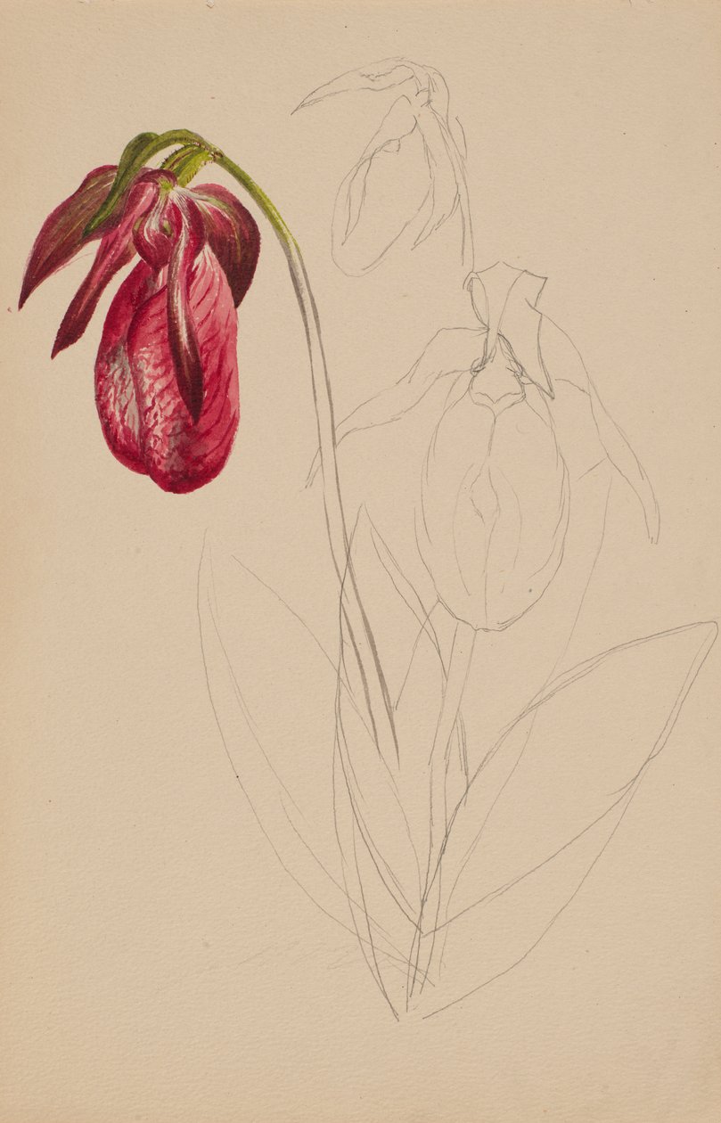 Untitled Unfinished Sketch, n.d. by Mary Vaux Walcott