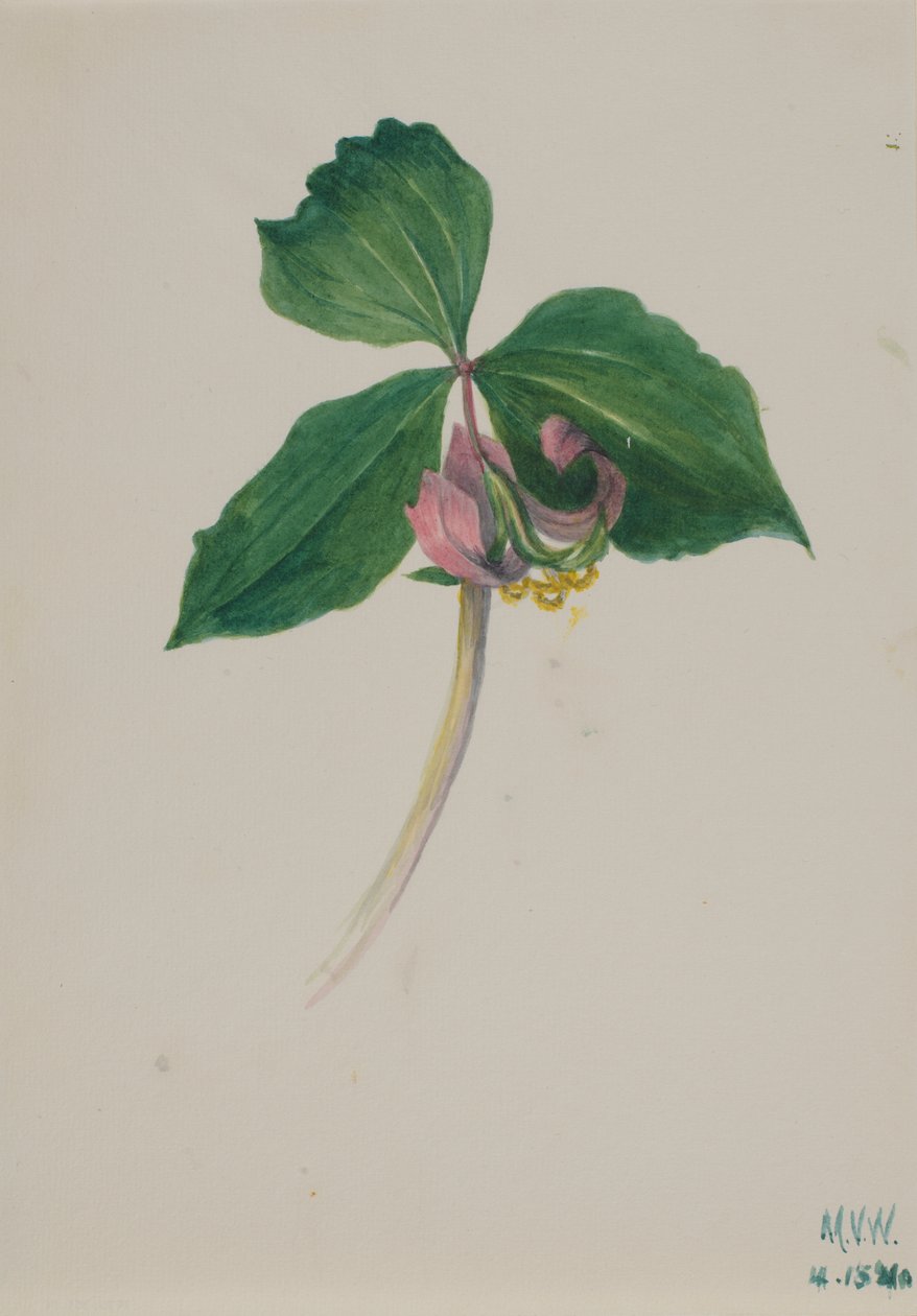 Untitled by Mary Vaux Walcott