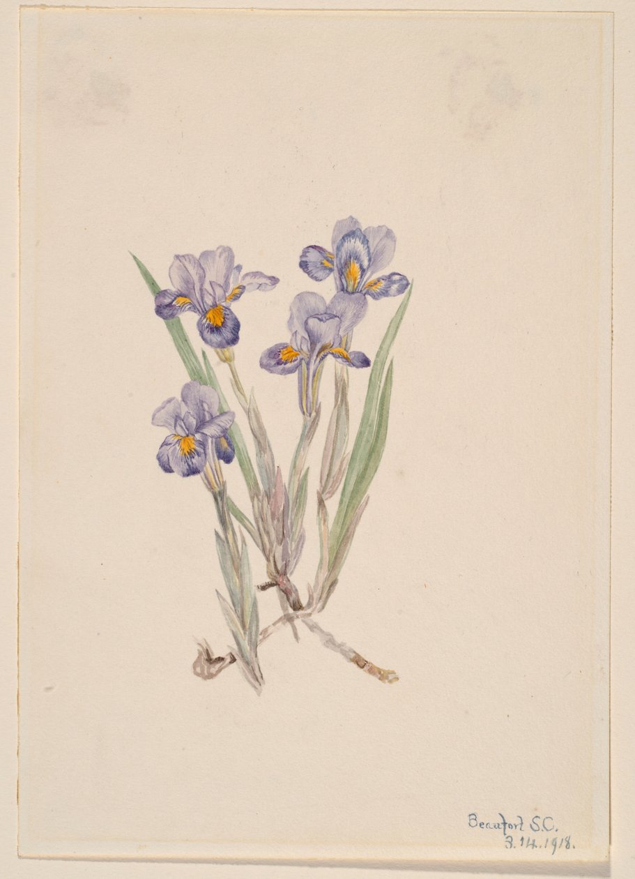 Vernal Iris (Iris Verna) by Mary Vaux Walcott