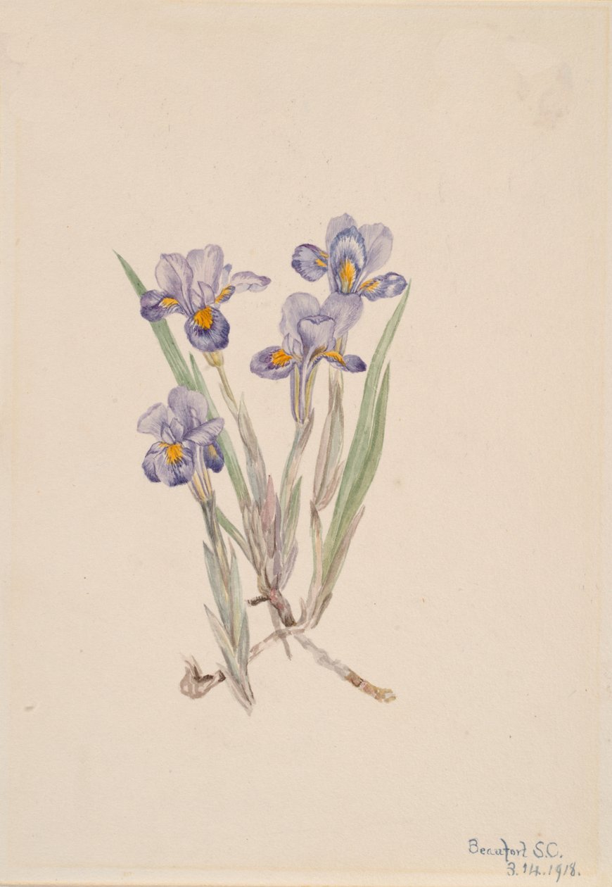 Vernal Iris Iris Verna by Mary Vaux Walcott
