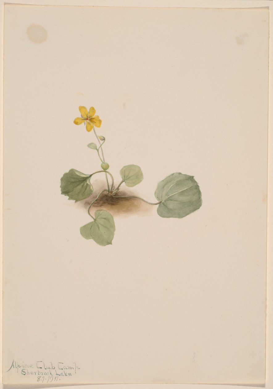 Viola orbiculata by Mary Vaux Walcott