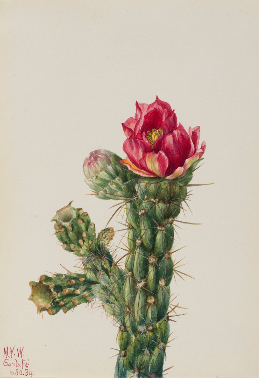 Walkingstick Cholla by Mary Vaux Walcott