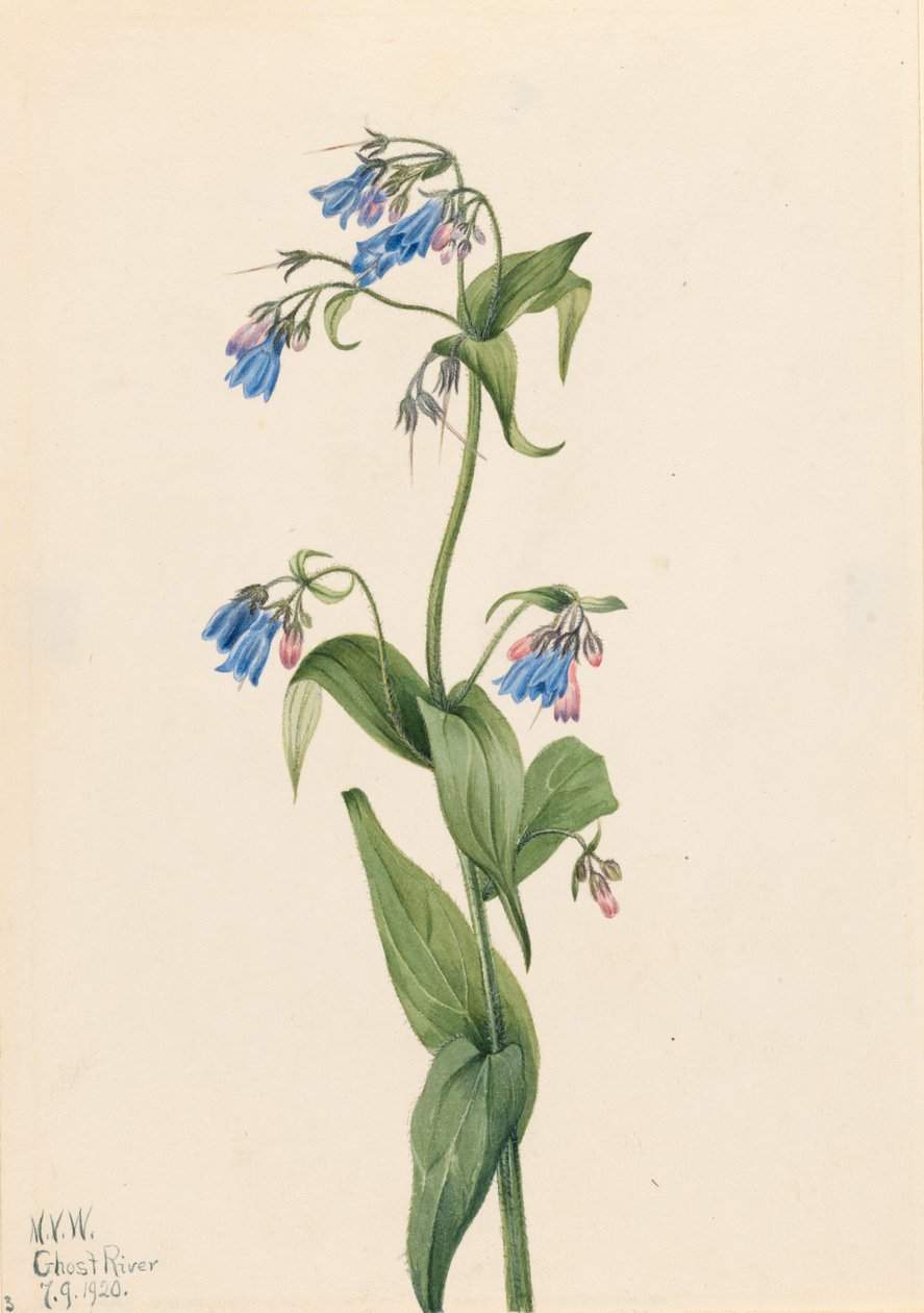 Western Bluebells Mertensia paniculata by Mary Vaux Walcott