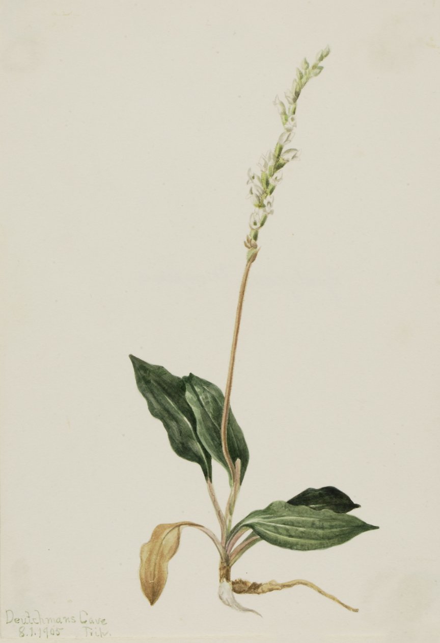 Western Rattlesnake Plantain by Mary Vaux Walcott