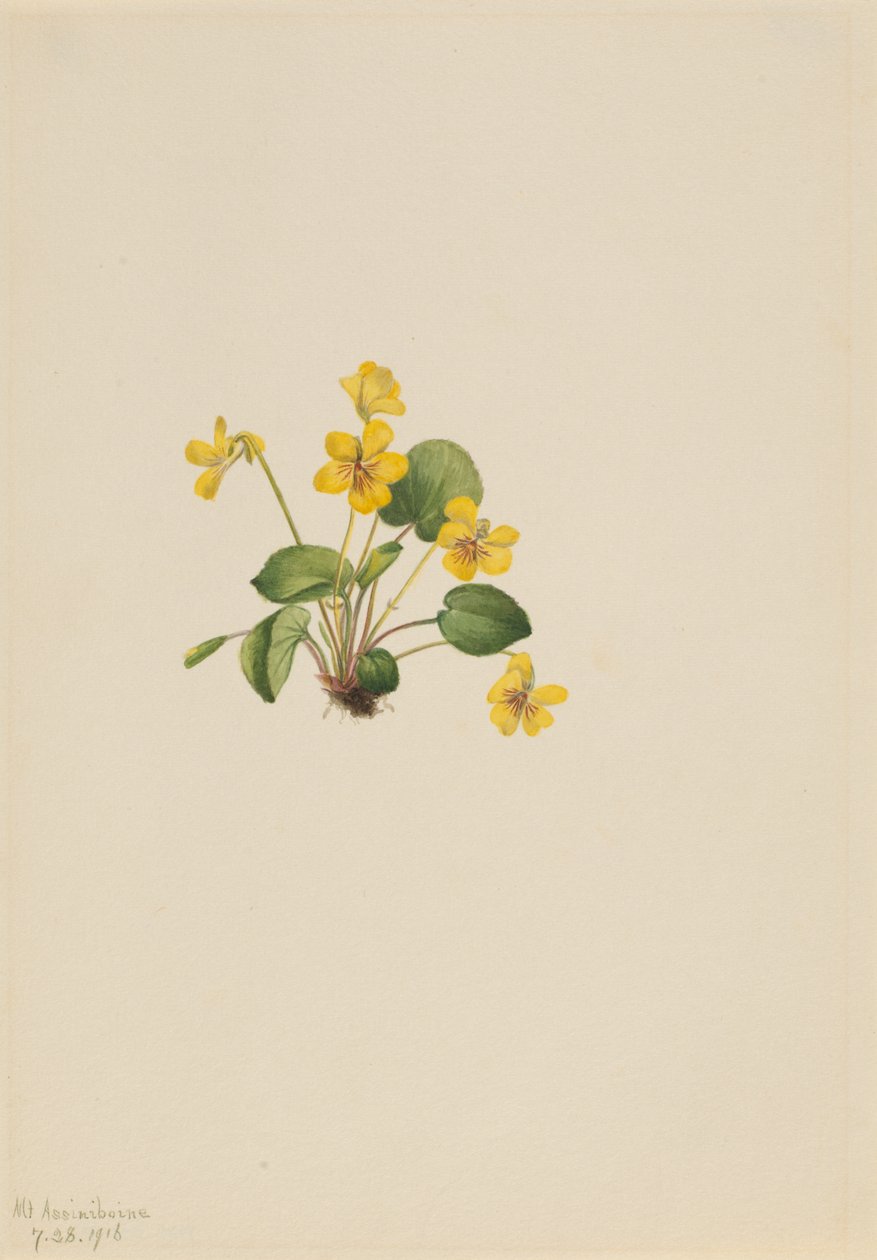 Yellow Violet (Viola orbiculata) by Mary Vaux Walcott