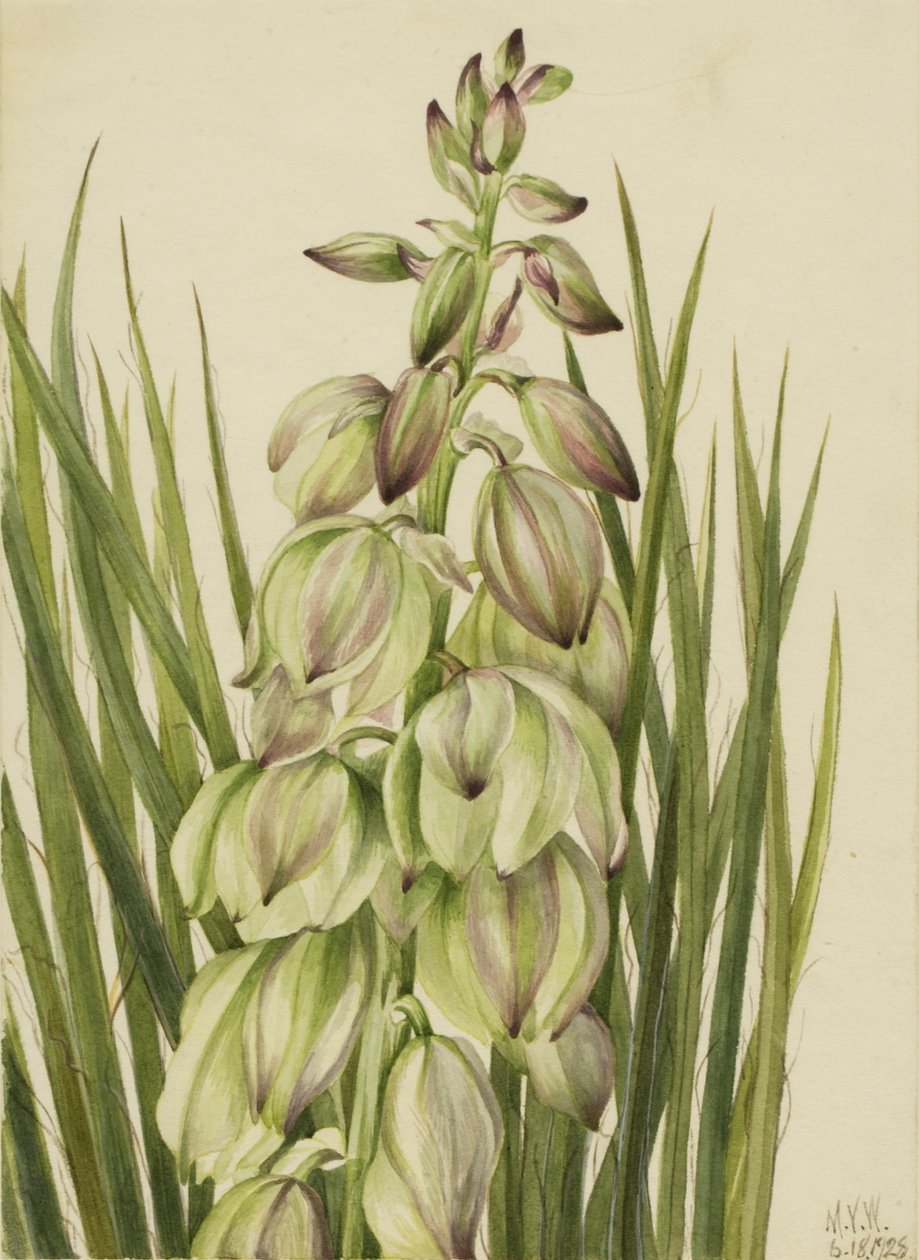Yucca (Yucca baileyi) by Mary Vaux Walcott