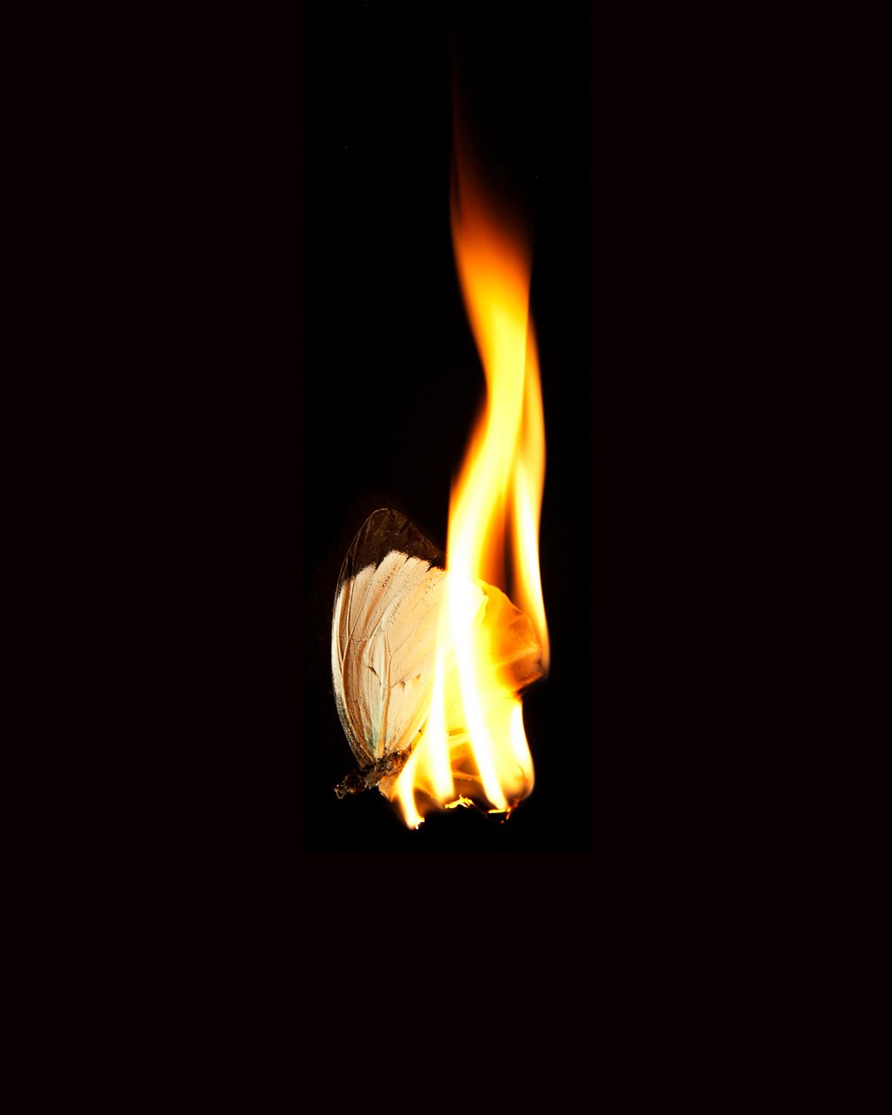Burning Butterfly 11, 2013 by Mat Collishaw