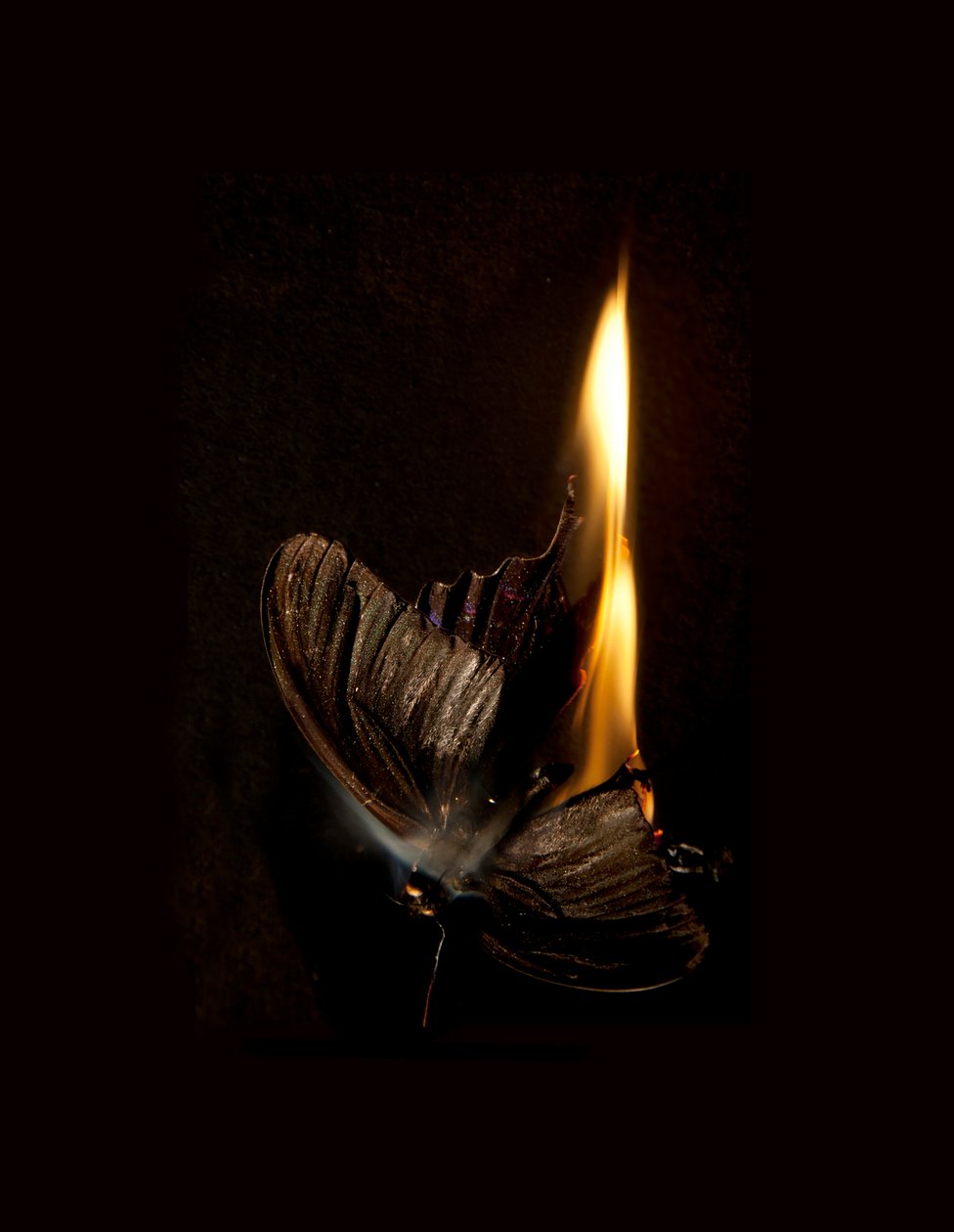 Burning Butterfly 13, 2013 by Mat Collishaw