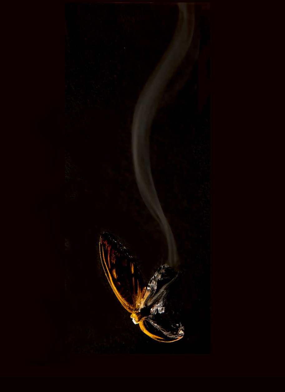 Burning Butterfly 15, 2013 by Mat Collishaw