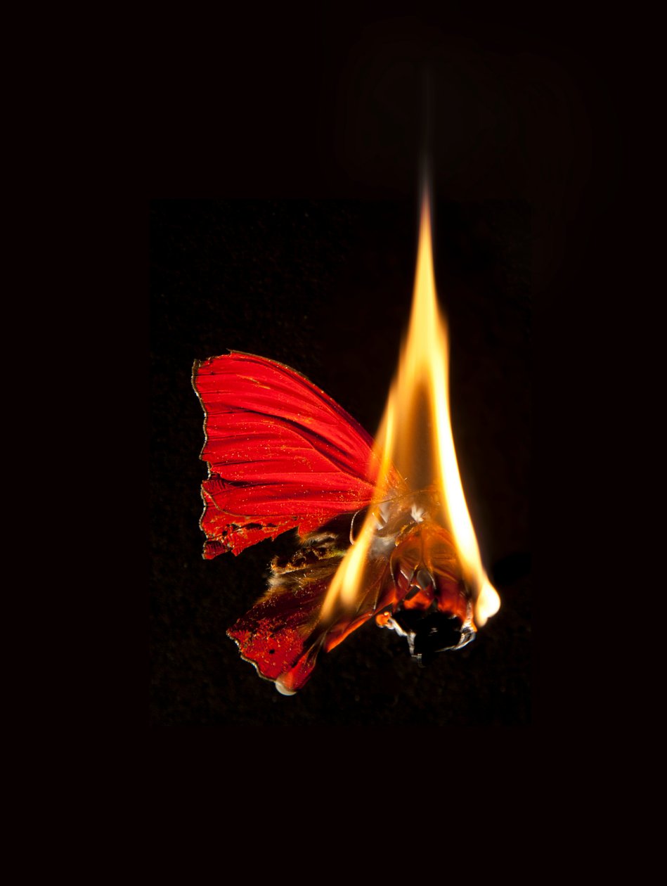 Burning Butterfly 18, 2013 by Mat Collishaw