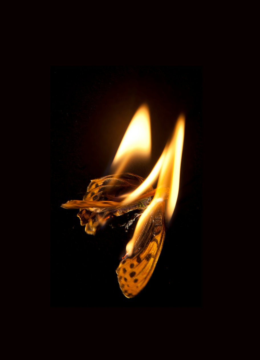 Burning Butterfly 20, 2013 by Mat Collishaw
