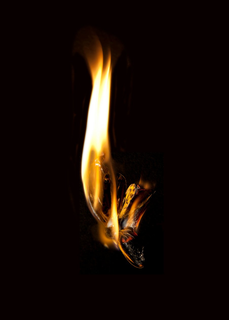 Burning Butterfly 2, 2013 by Mat Collishaw