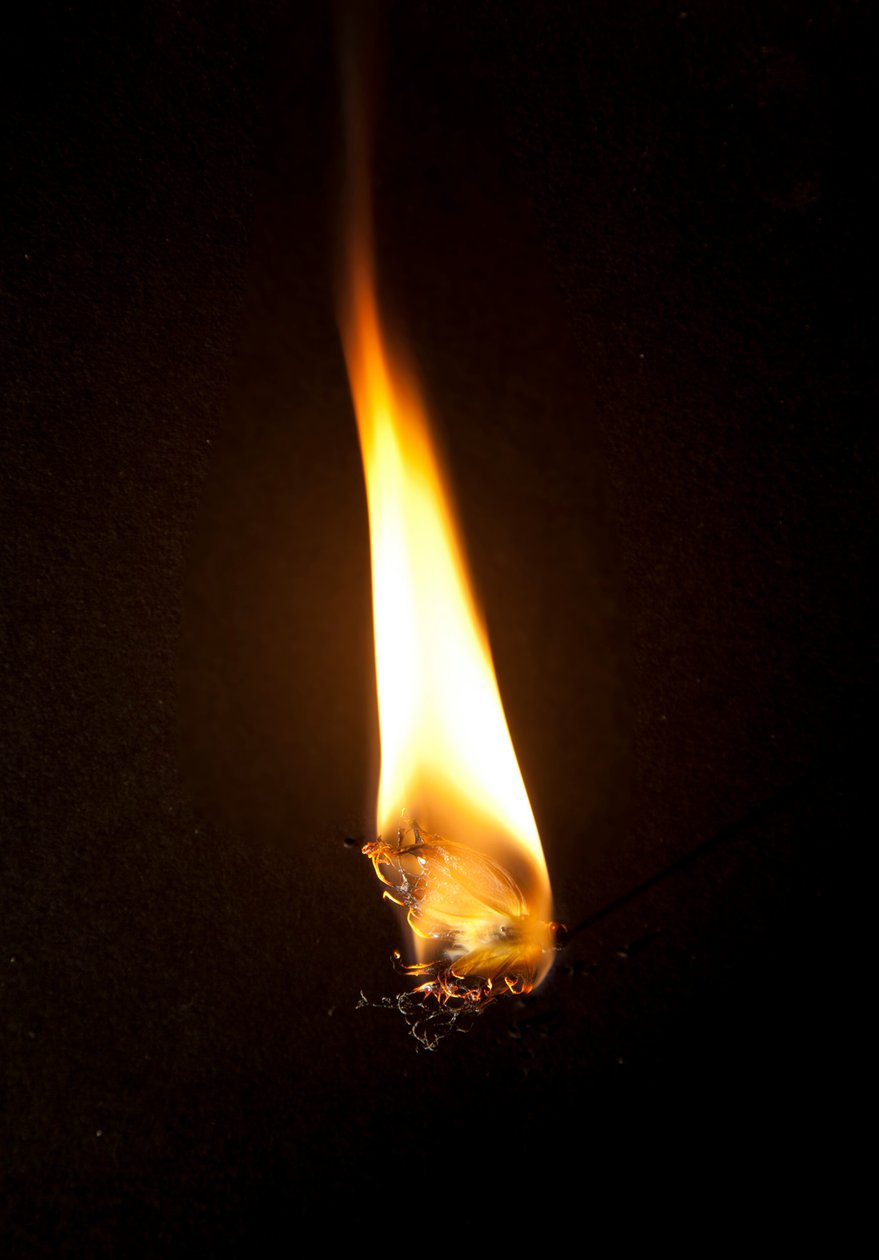 Burning Butterfly 3, 2013 by Mat Collishaw