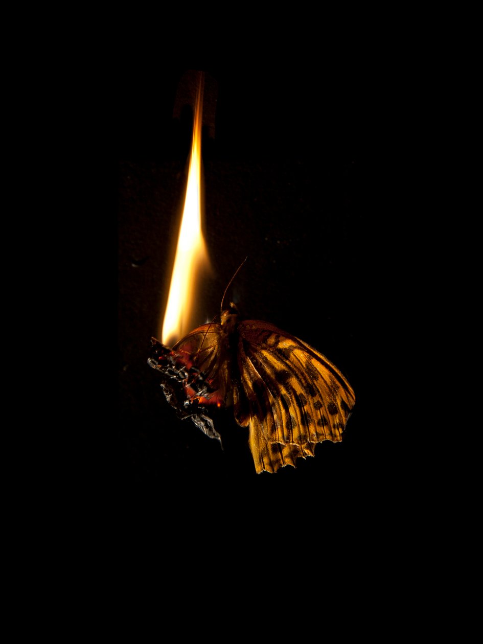 Burning Butterfly 6, 2013 by Mat Collishaw