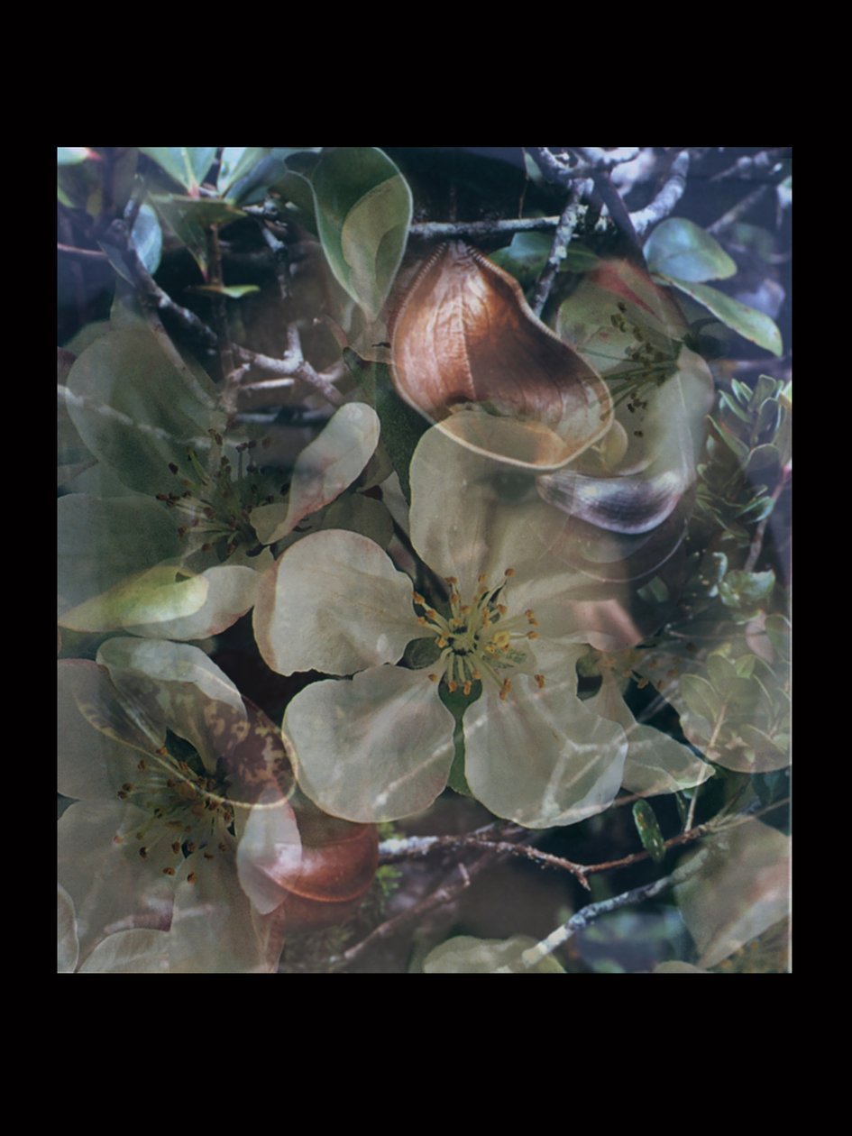 Flesheaters 5 by Mat Collishaw