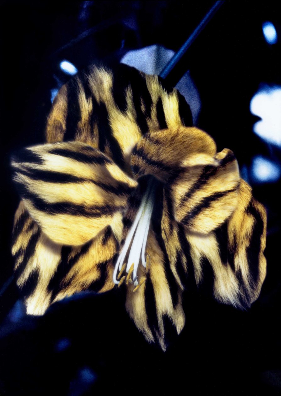 Tiger Skin Lily by Mat Collishaw