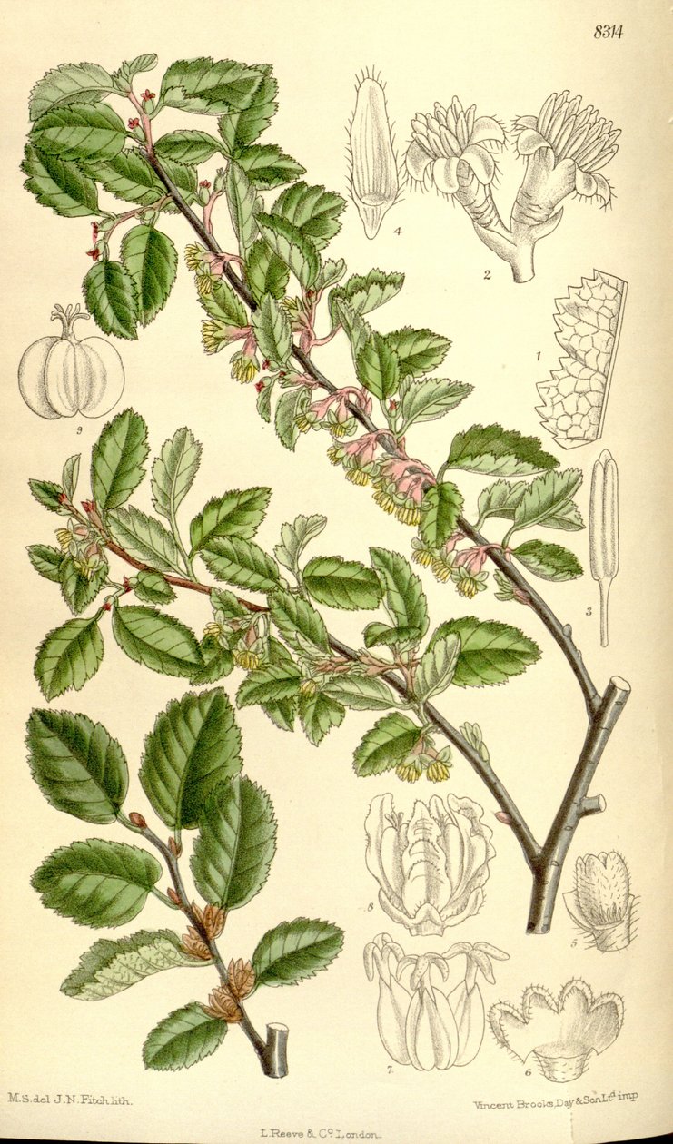 Nothofagus antarctica by J.N. Fitch