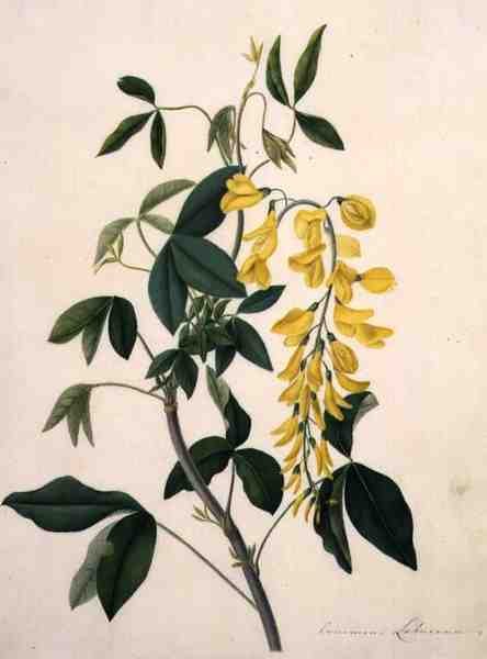 Laburnum Anagyroides by Matilda Conyers