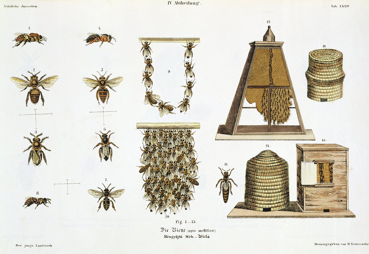 Bees and Bee-Keeping, from 