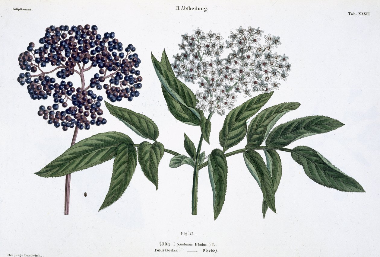 Elder, fig. 13 from 