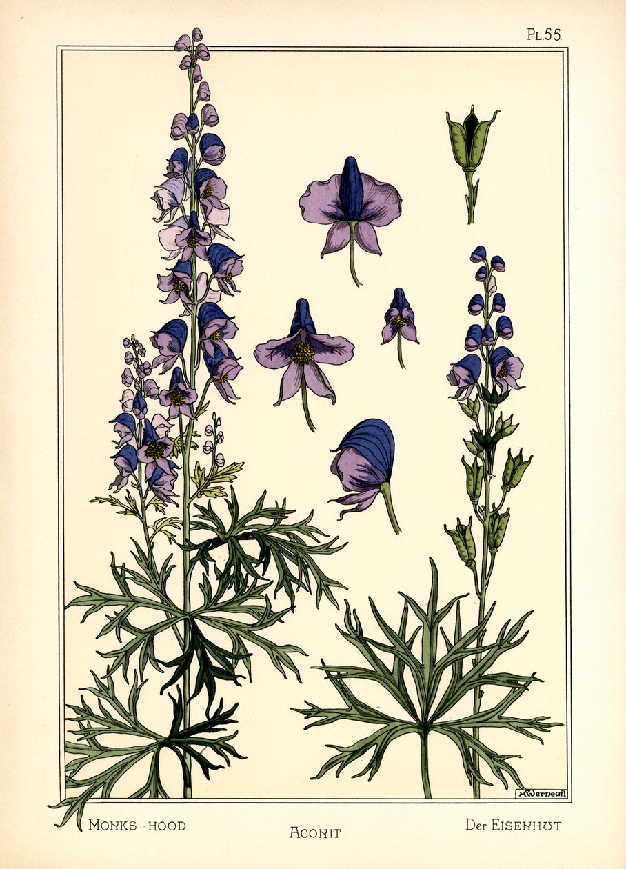 The Aconite by Maurice Pillard Verneuil