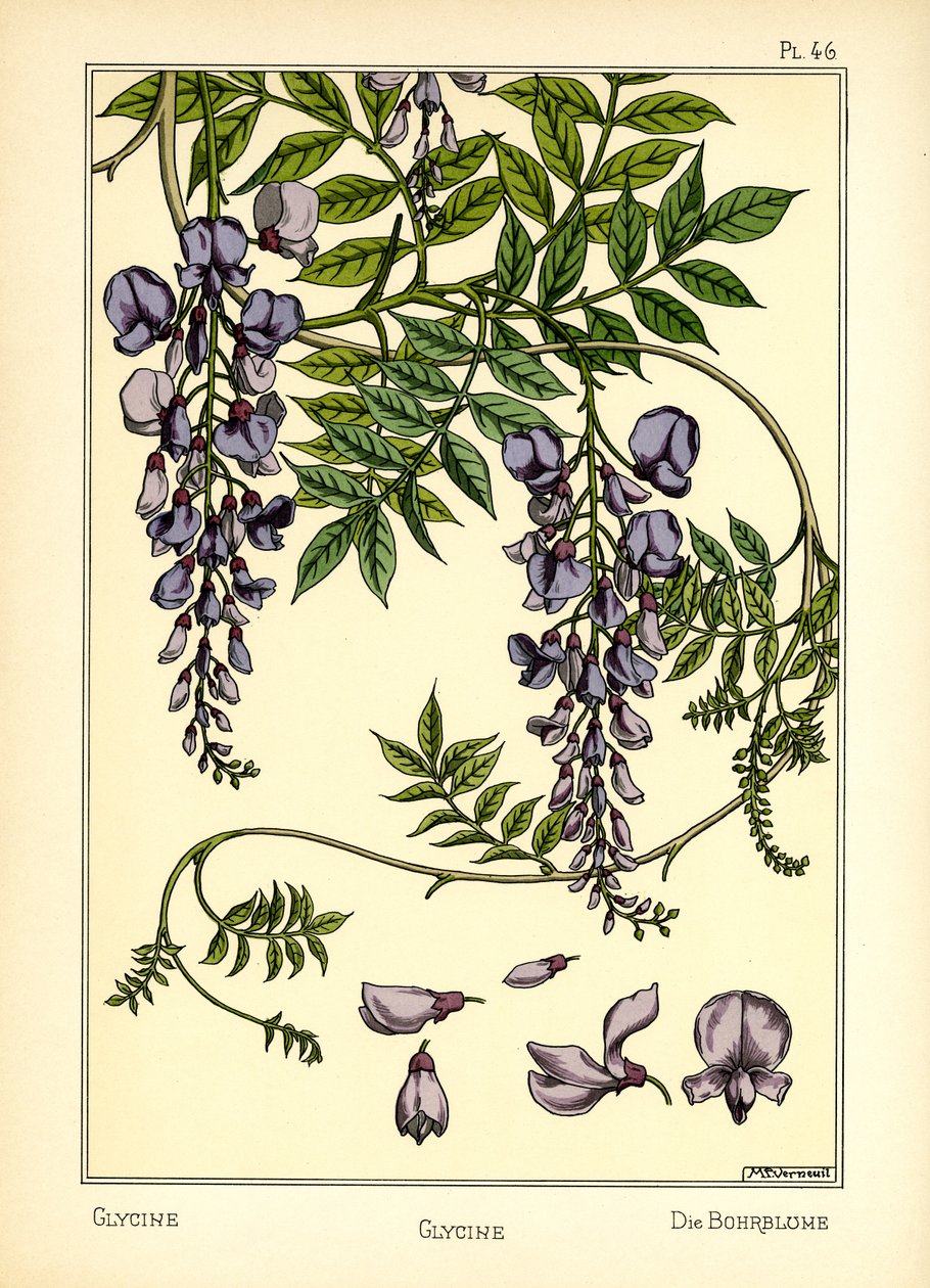 The Glycine by Maurice Pillard Verneuil