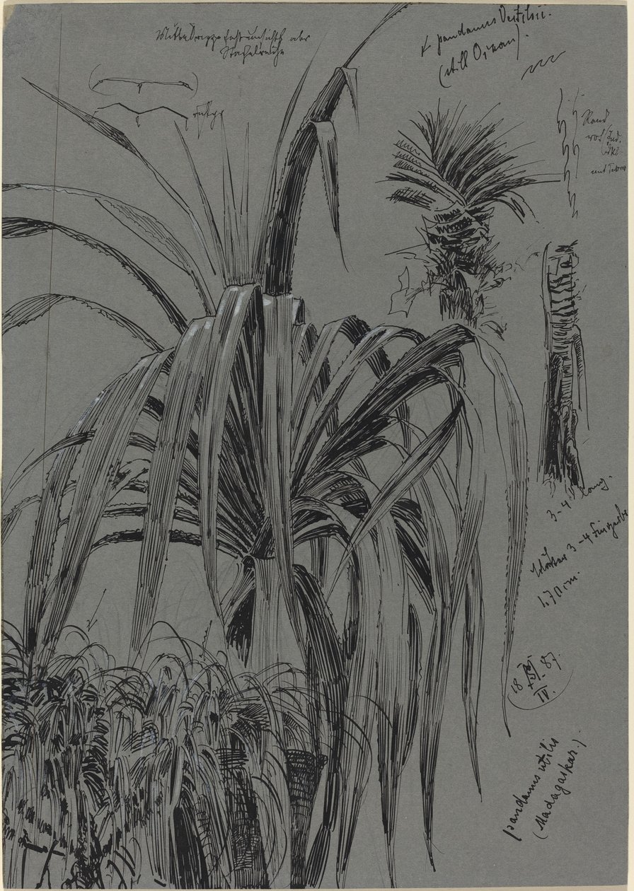 Studies of Screwpines from Madagascar by Max Seliger