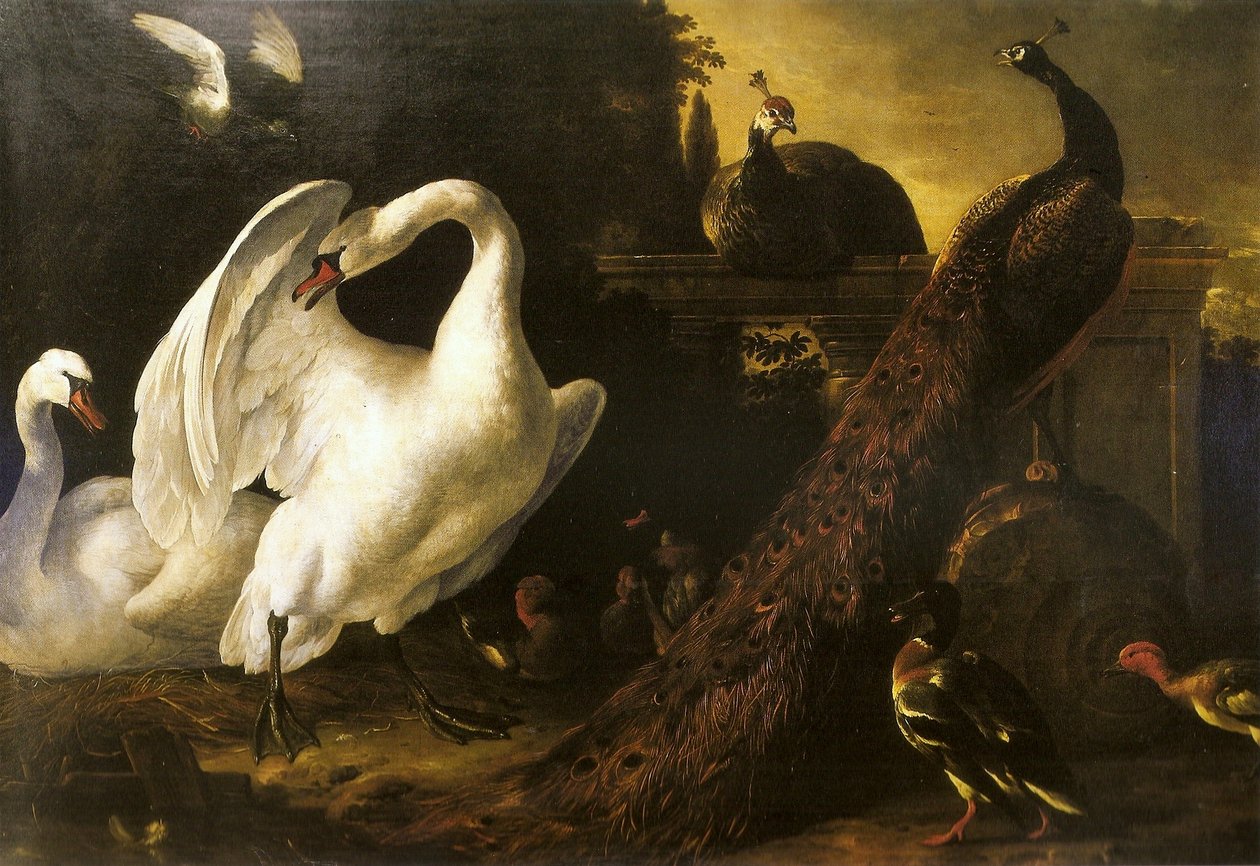 Swans and Peacocks by Melchior de Hondecoeter