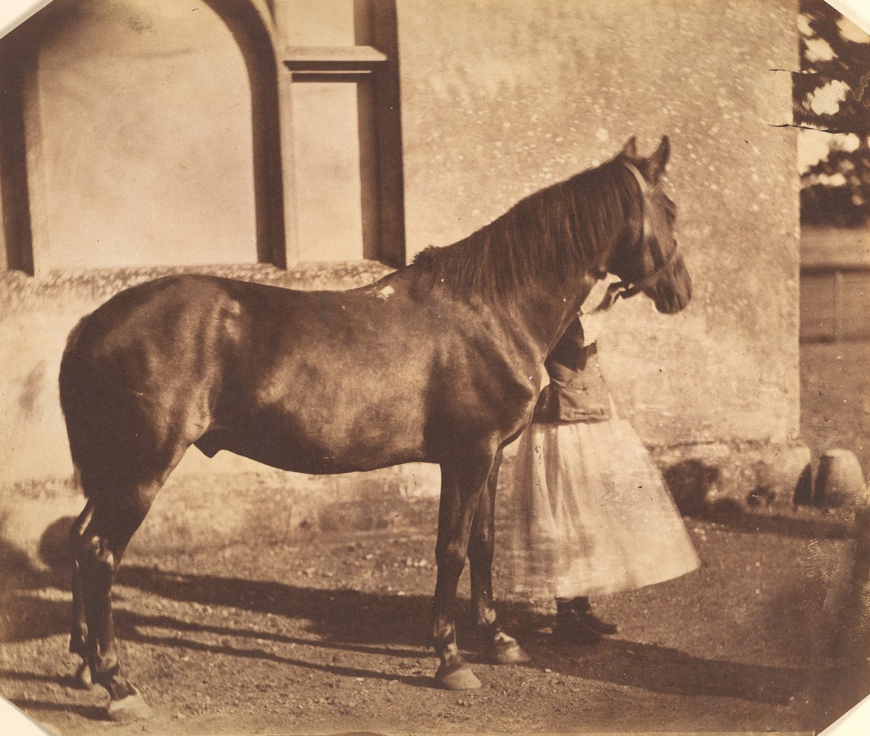 Sultan by Mervyn Herbert Nevil Story Maskelyne