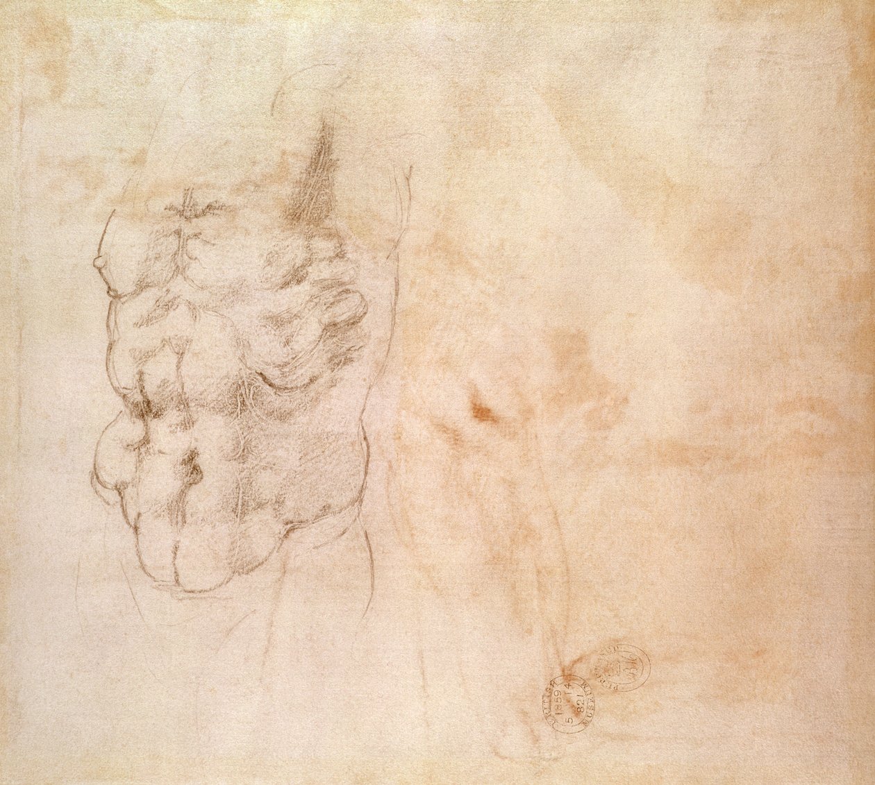 Torso Study by Michelangelo Buonarroti