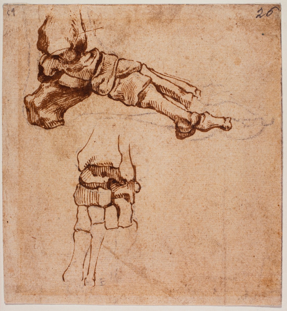 Anatomical Foot Study by Michelangelo (after) Buonarroti
