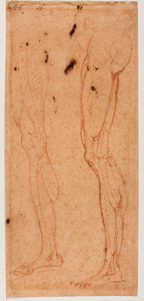 Leg Study by Michelangelo (after) Buonarroti