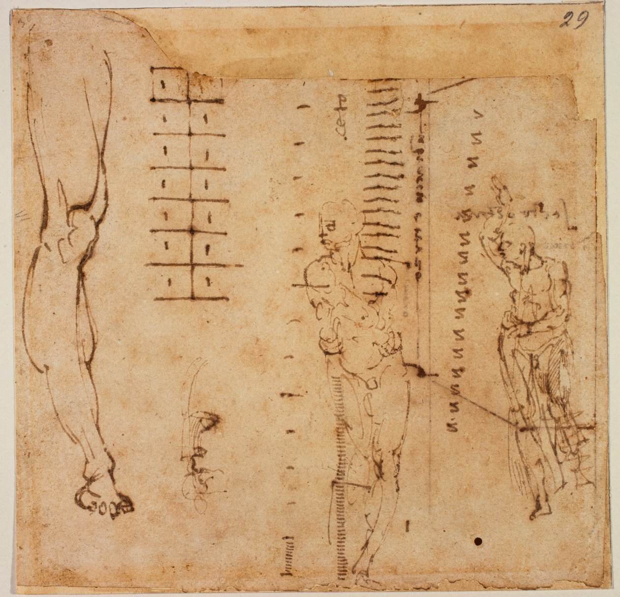 Figure Studies by Michelangelo Buonarroti