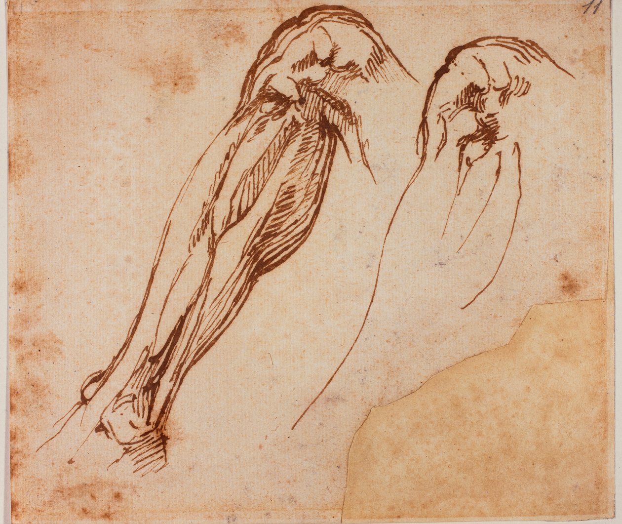 Two leg studies by Michelangelo Buonarroti