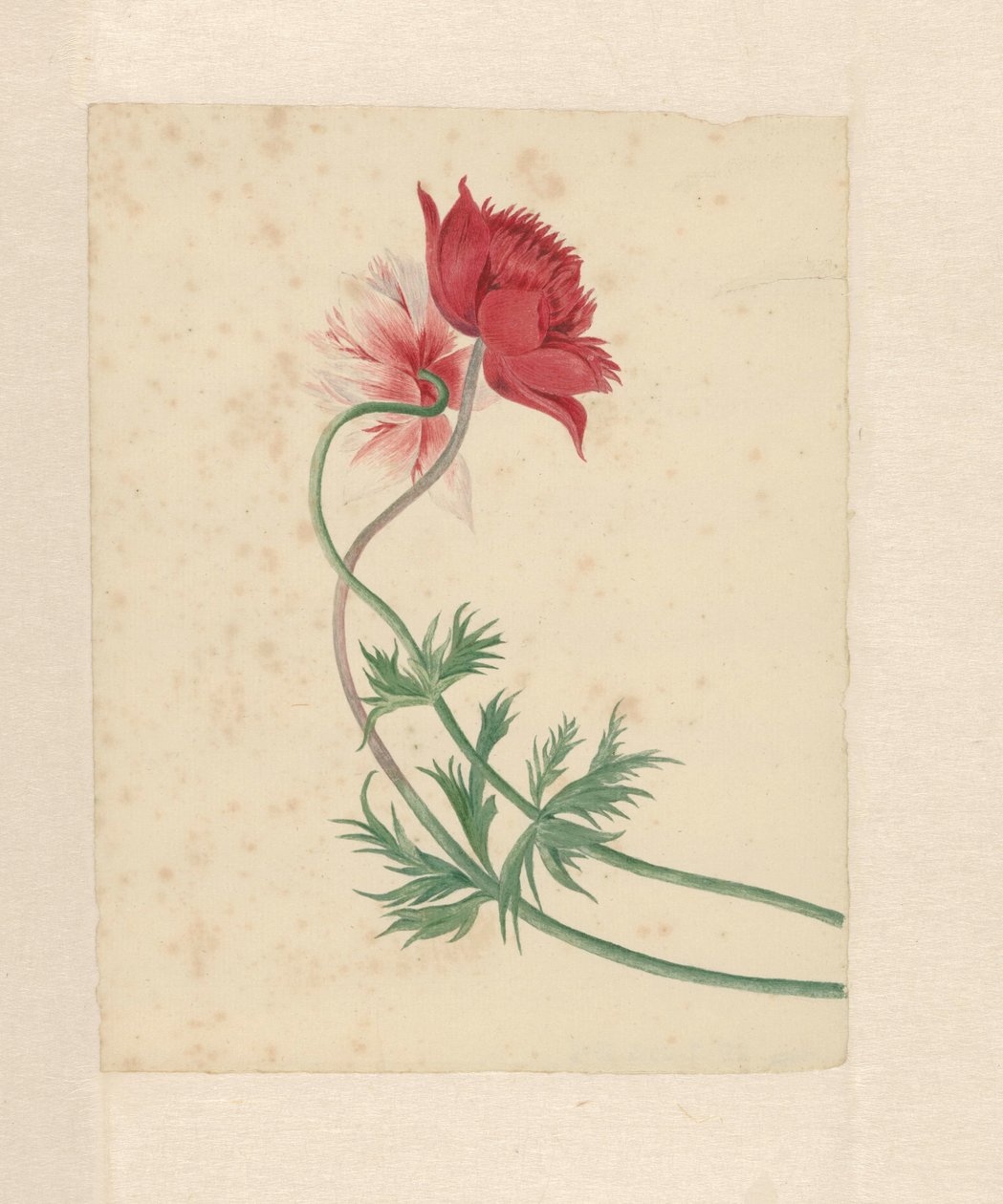 Two Branches Each with a Flower by Michiel Van Huysum