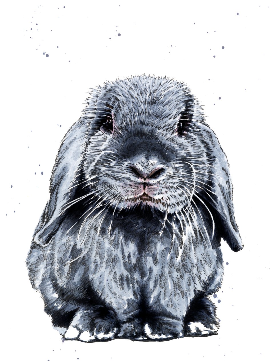 Grey One The Bunny on White by Mike Davis