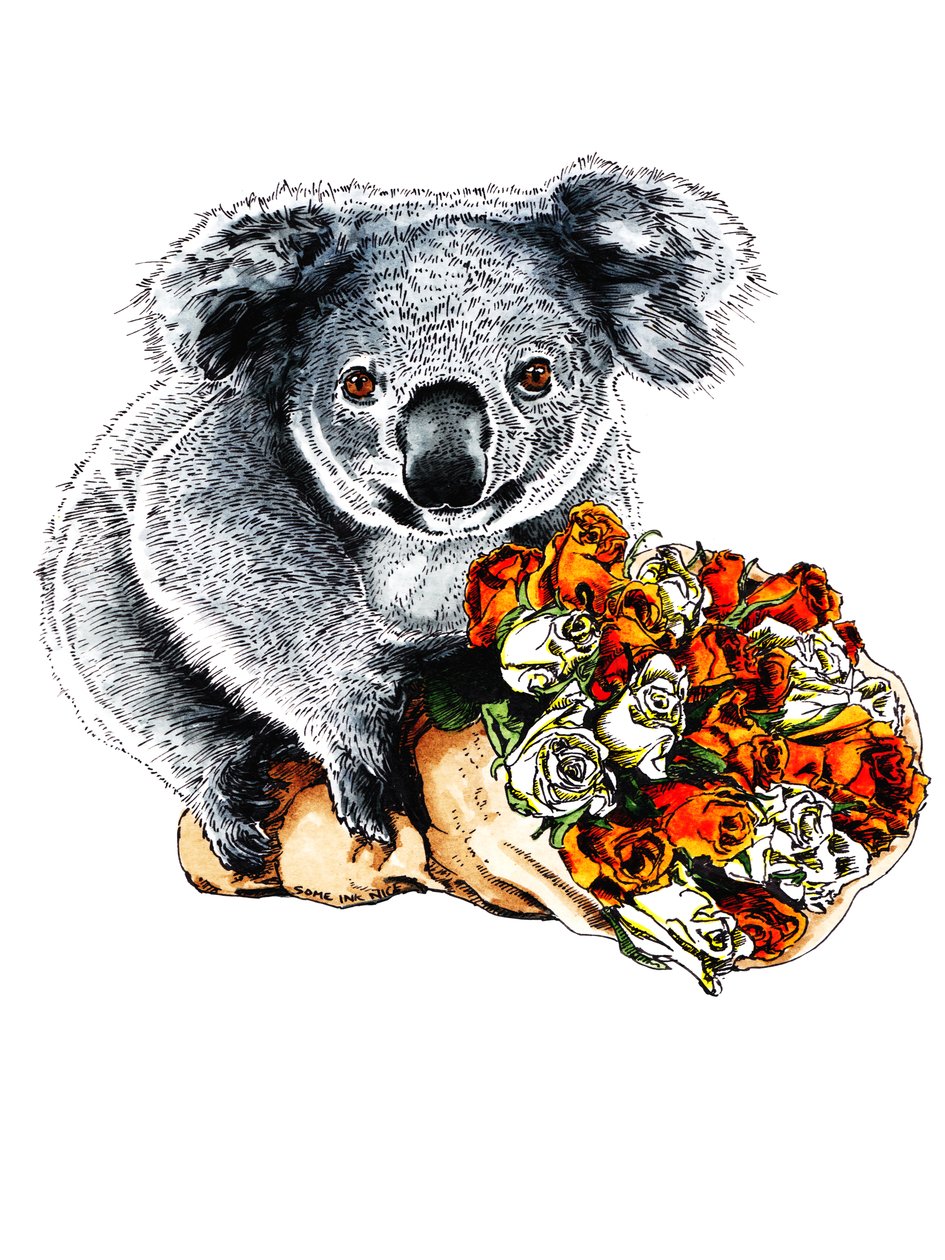 Thanks Koala on White by Mike Davis