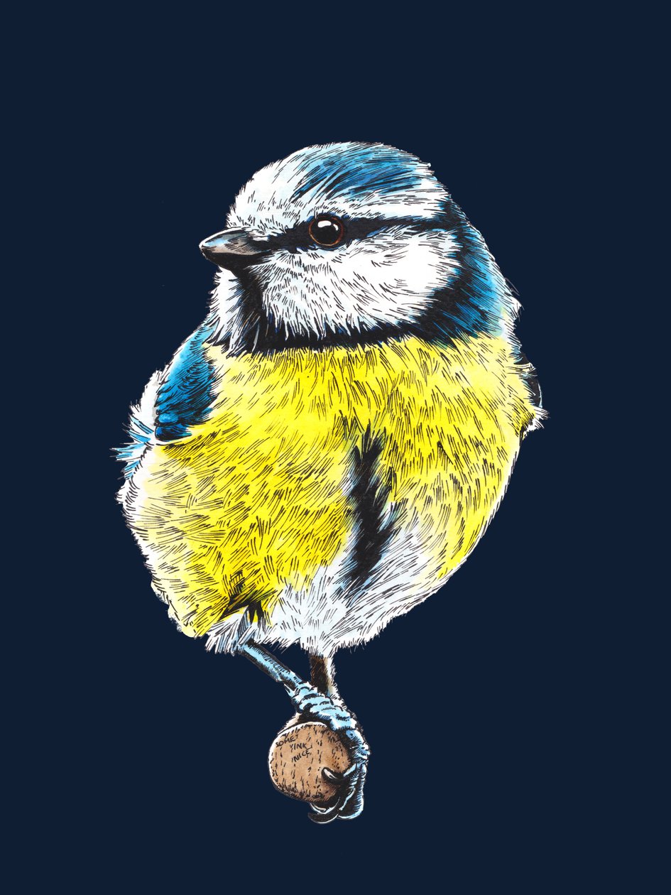 The Blue Tit on Midnight Blue by Mike Davis