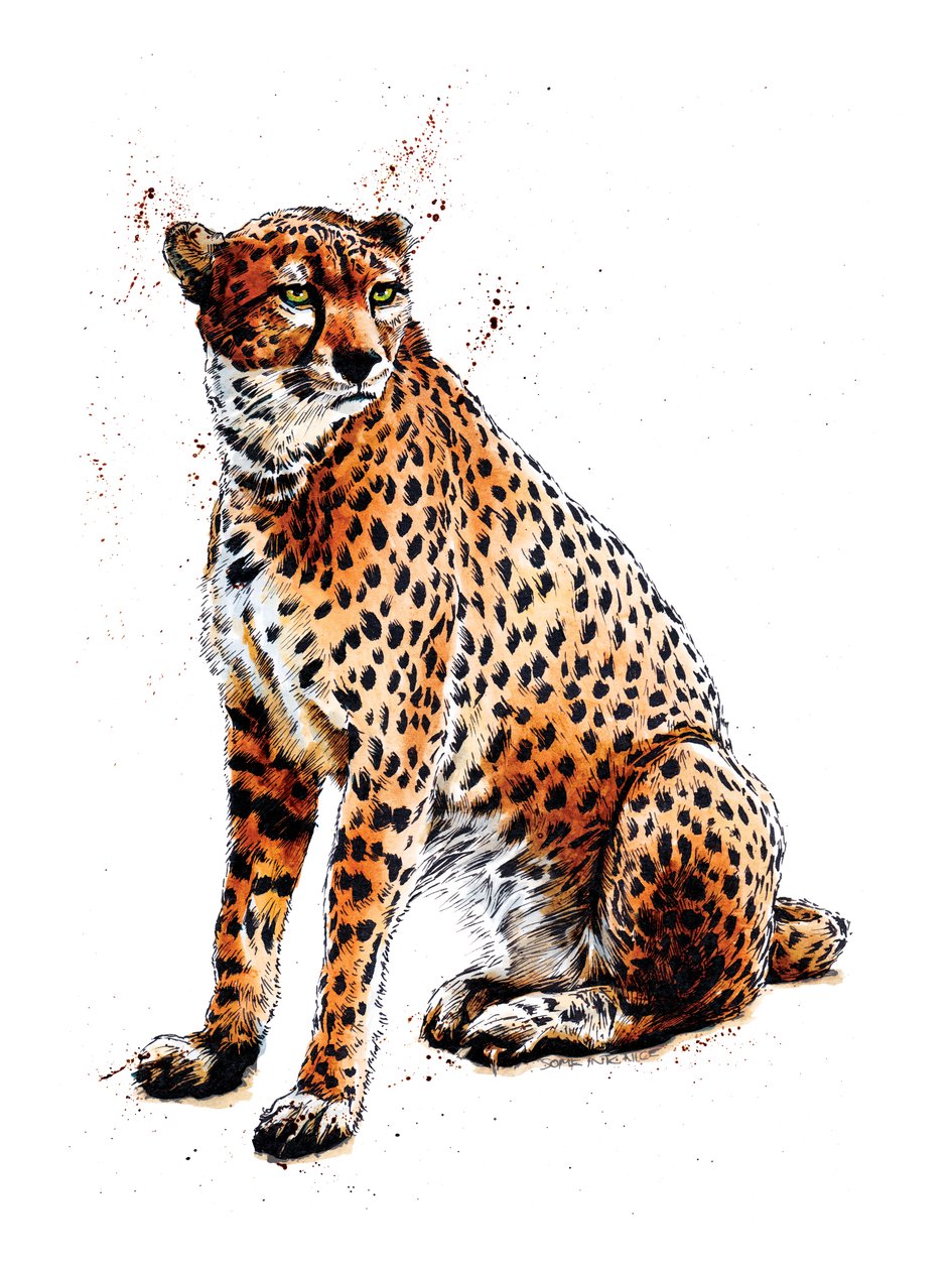 The Cheetah on White by Mike Davis