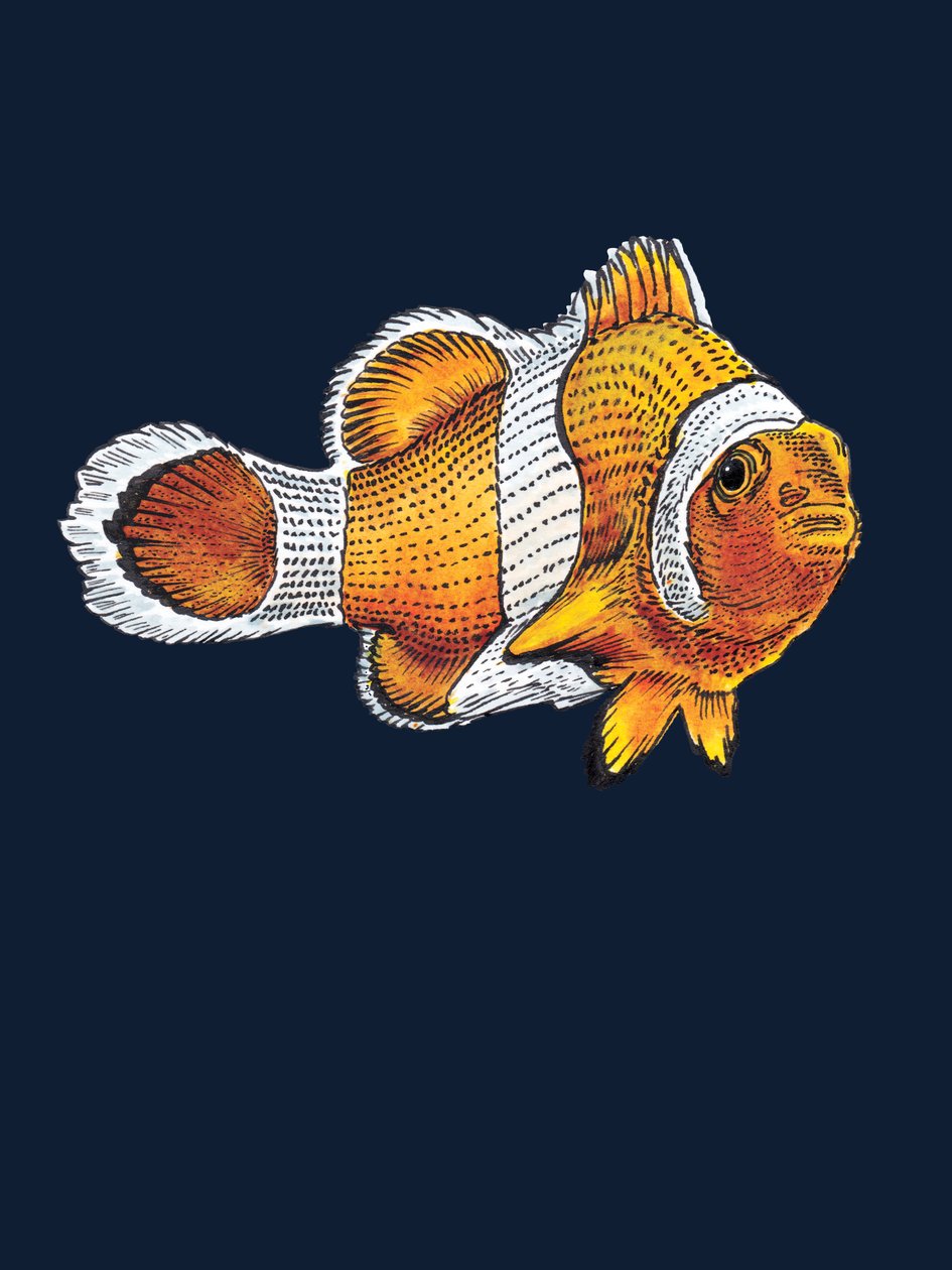 The Clownfish on Midnight Blue by Mike Davis