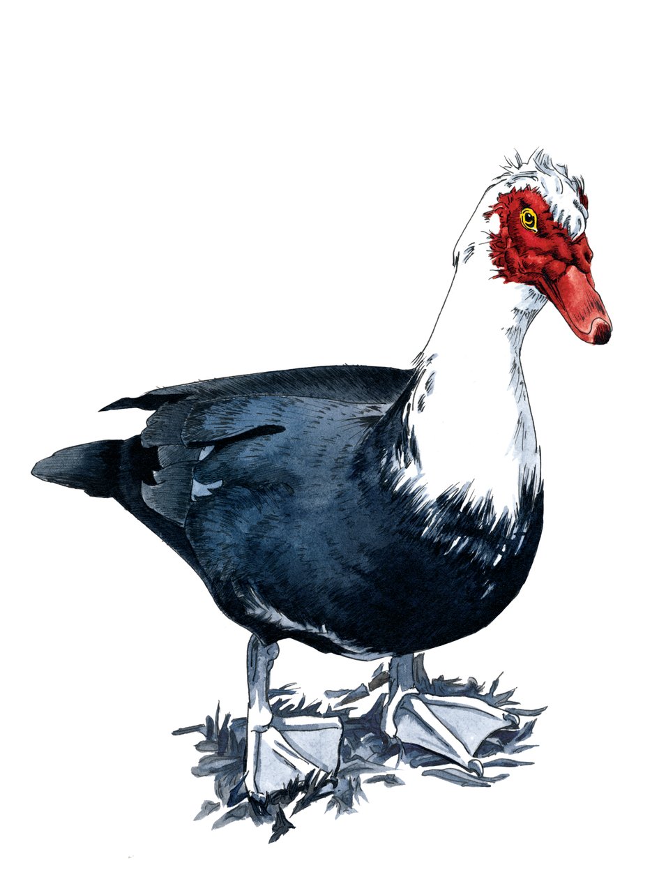 The Muscovy Duck on White by Mike Davis