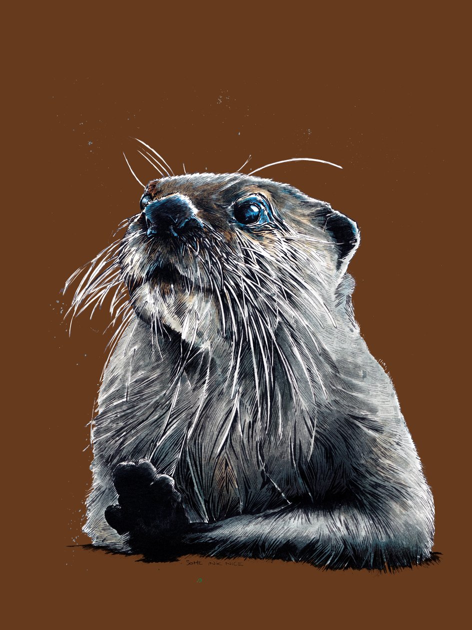The Otter on Burnt Orange by Mike Davis