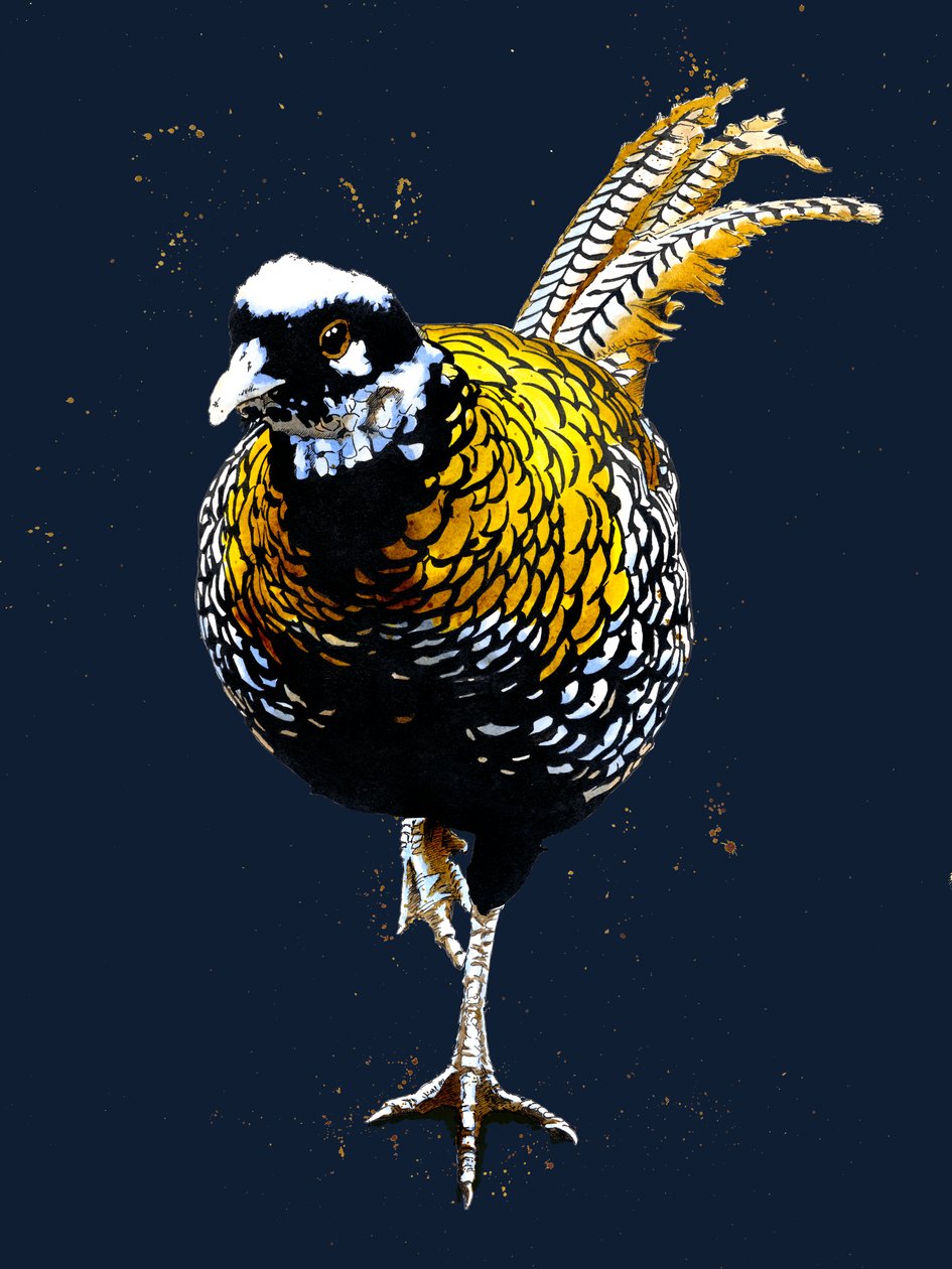 The Reeves Pheasant by Mike Davis
