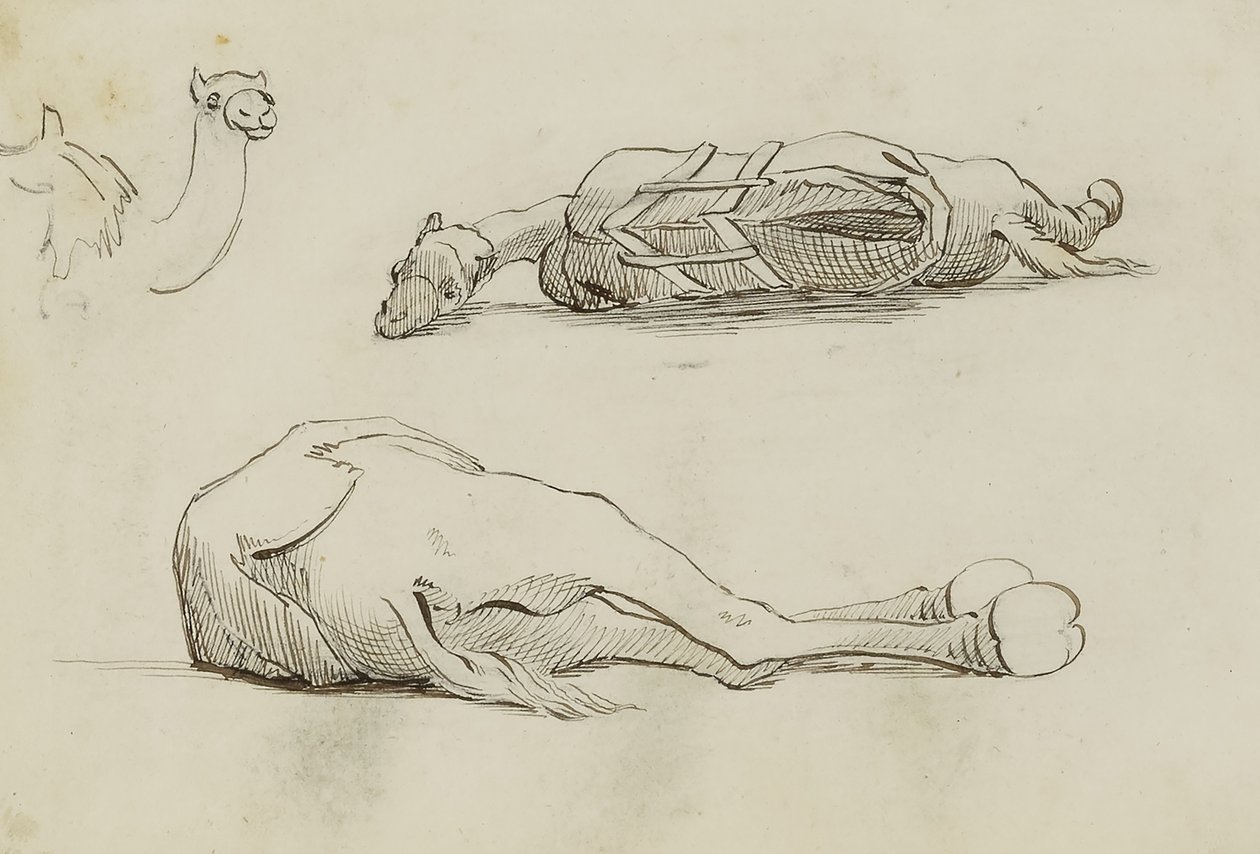 Camel Studies by Miner Kilbourne Kellogg