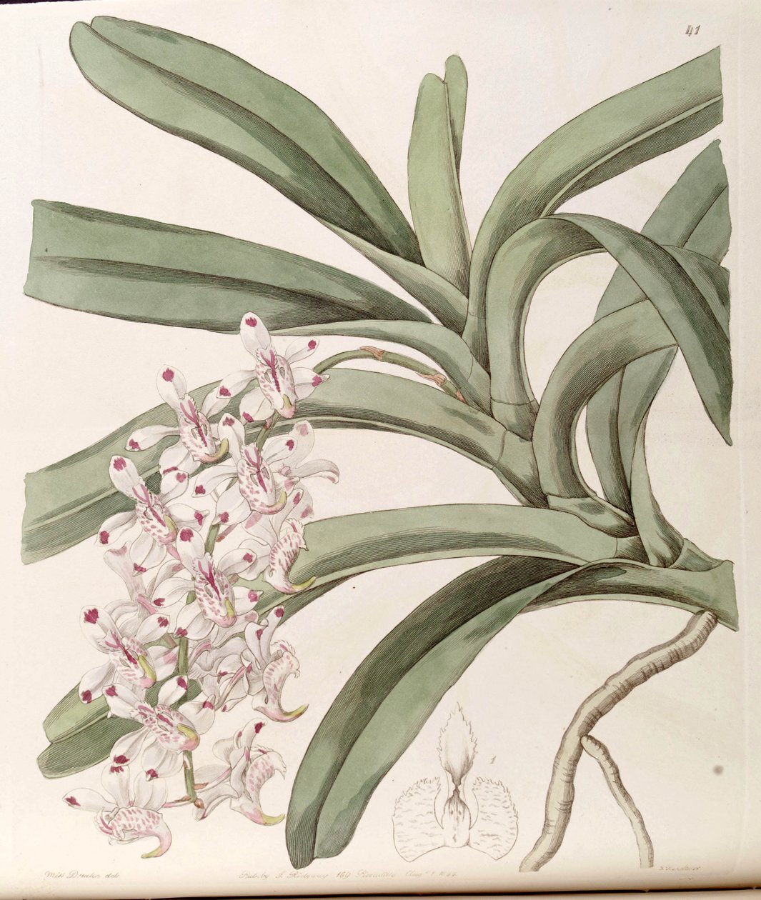 Aerides odoratum by Miss Drake