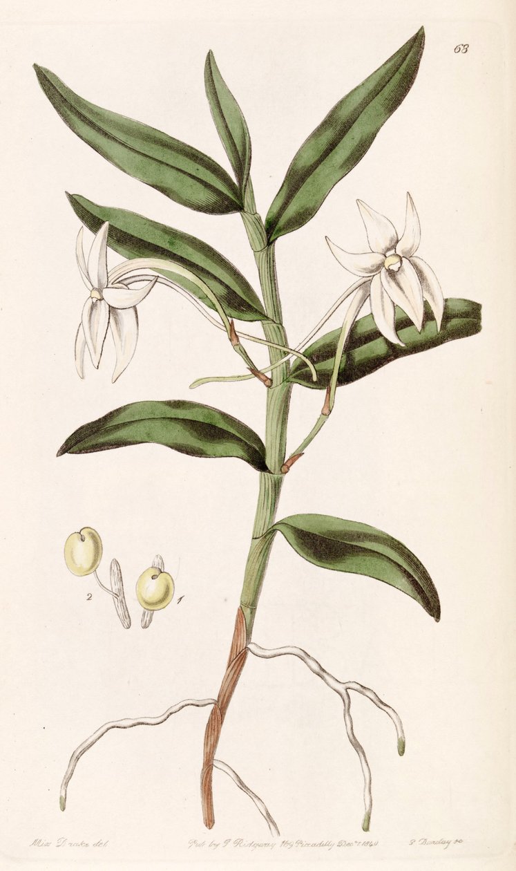 Angraecum mauritianum (as syn. Angraecum gladiifolium) by Miss Drake
