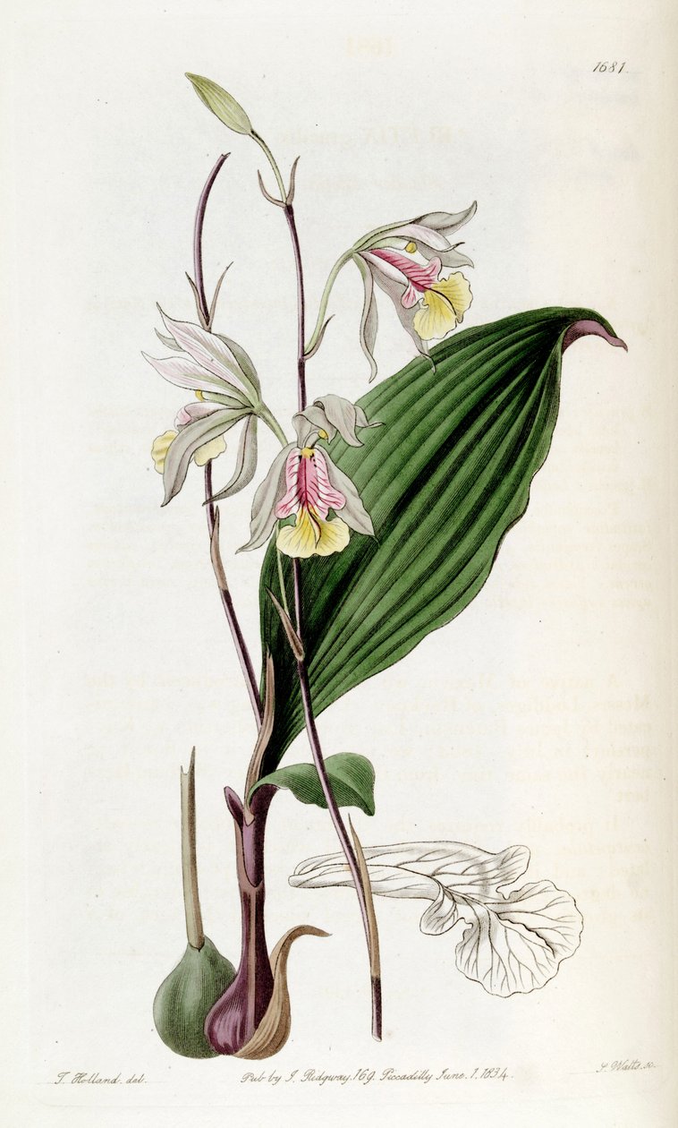 Bletia Gracilis by Miss Drake