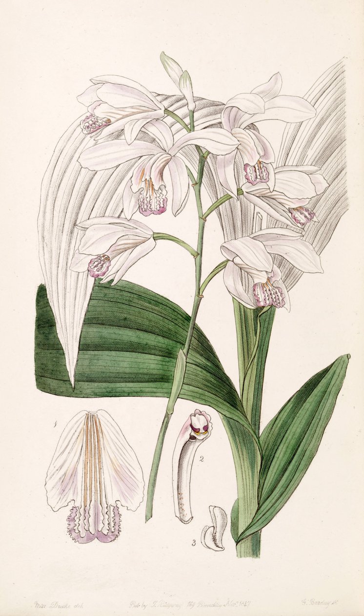 Bletilla striata by Miss Drake