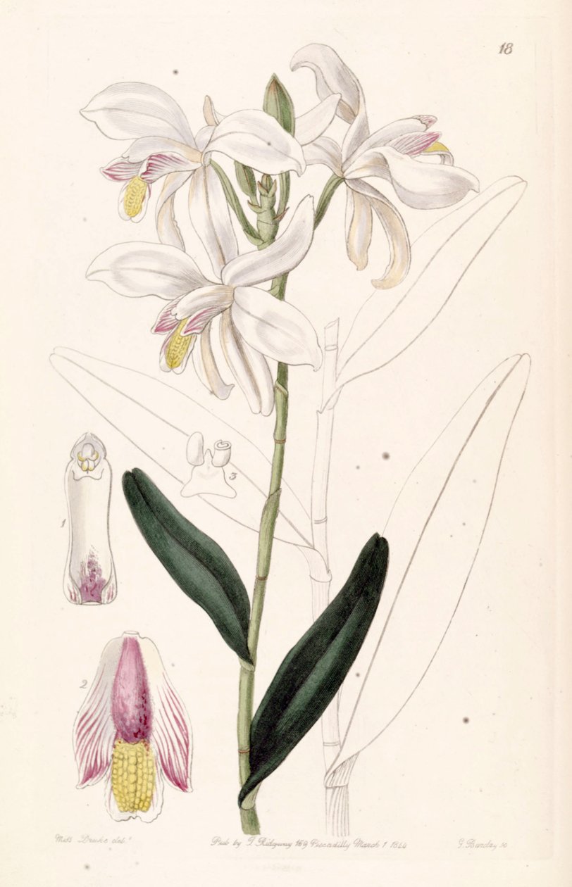 Bromheadia finlaysoniana (as syn. Bromheadia palustris) by Miss Drake